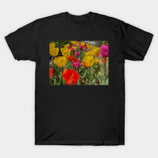 Variety of Colored Tulips T-Shirt